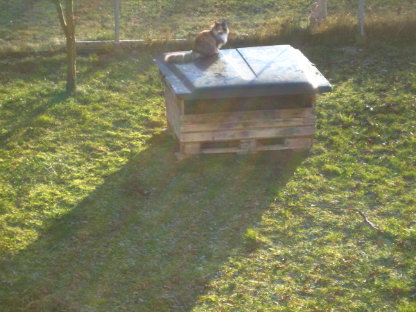 Ein Schlaf- und Sonnenplatz im Gehege
